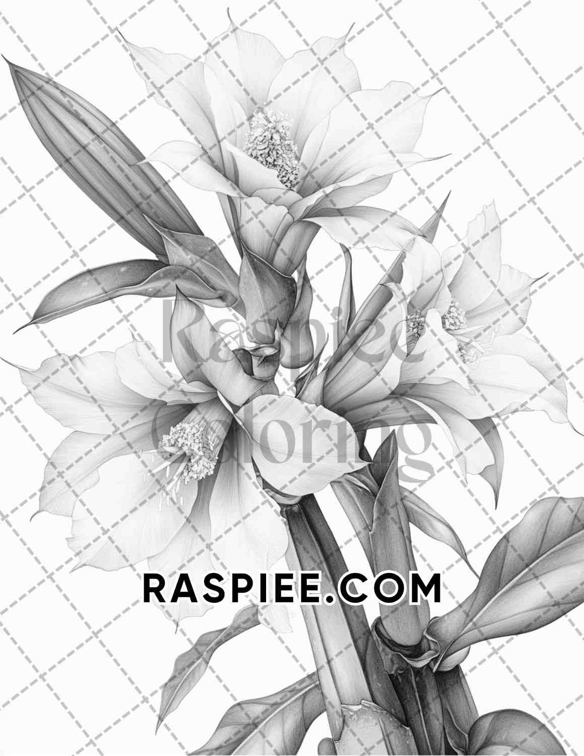 Succulent Blossoms Adult Coloring Pages Printable PDF Instant Download